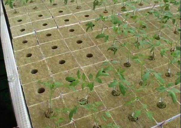 блоки из каменной ваты